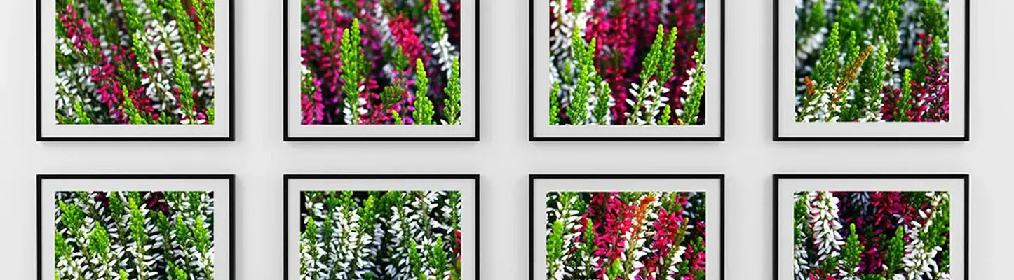 Framing Purchase Guide